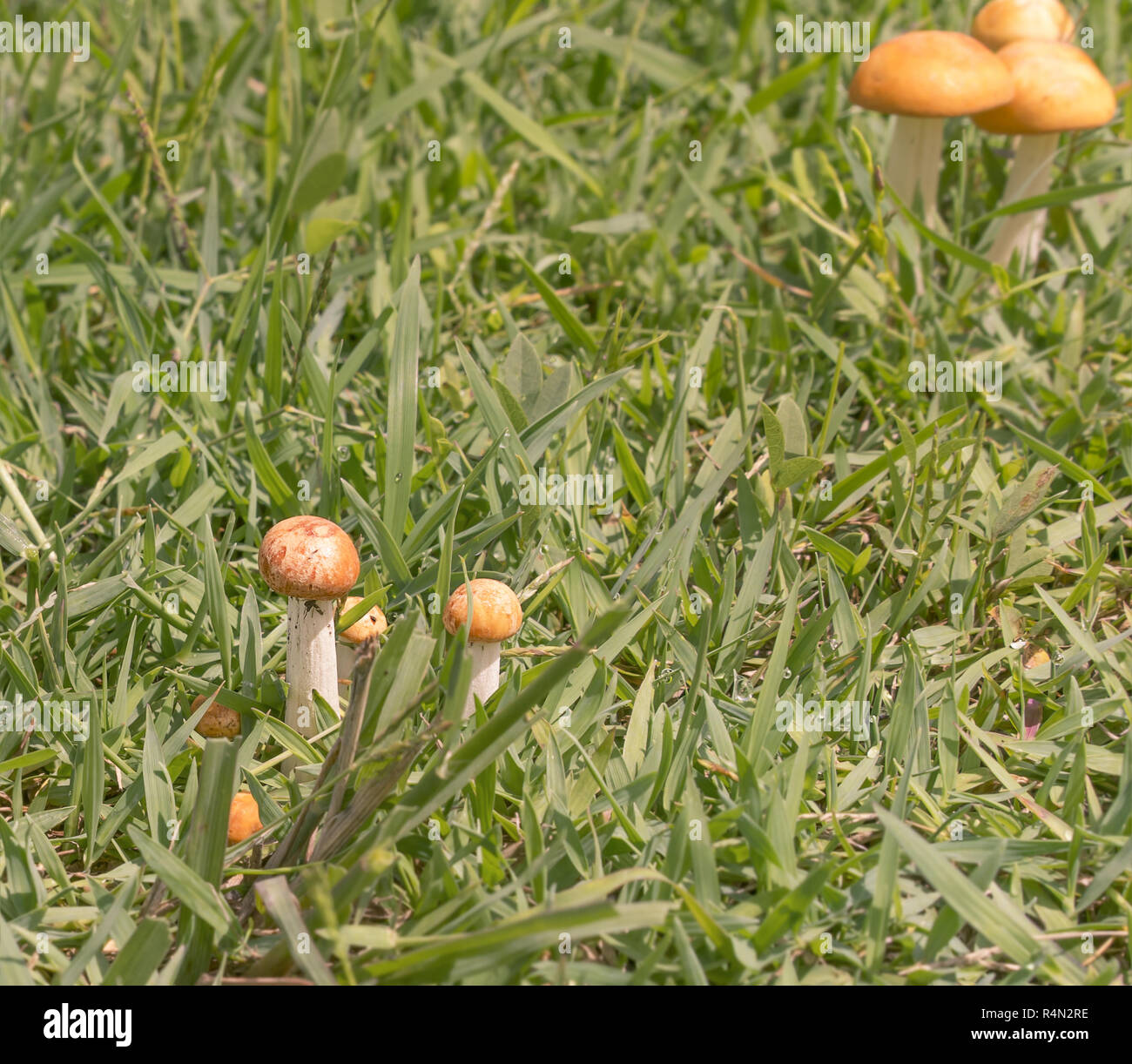 Orange Bolete mushrooms in wet green grass Stock Photo