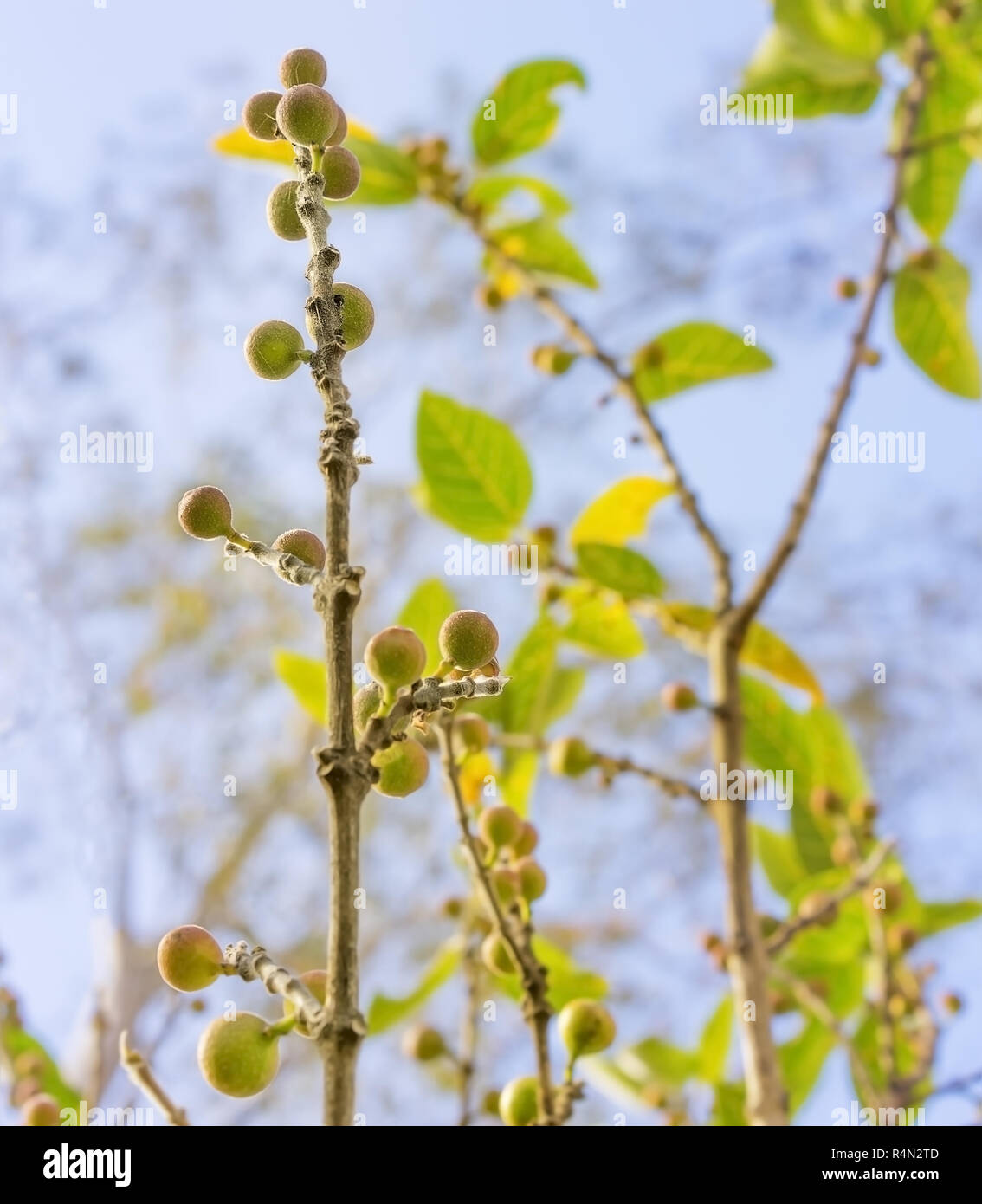 Ficus fruit of Australian native sandpaper fig Stock Photo