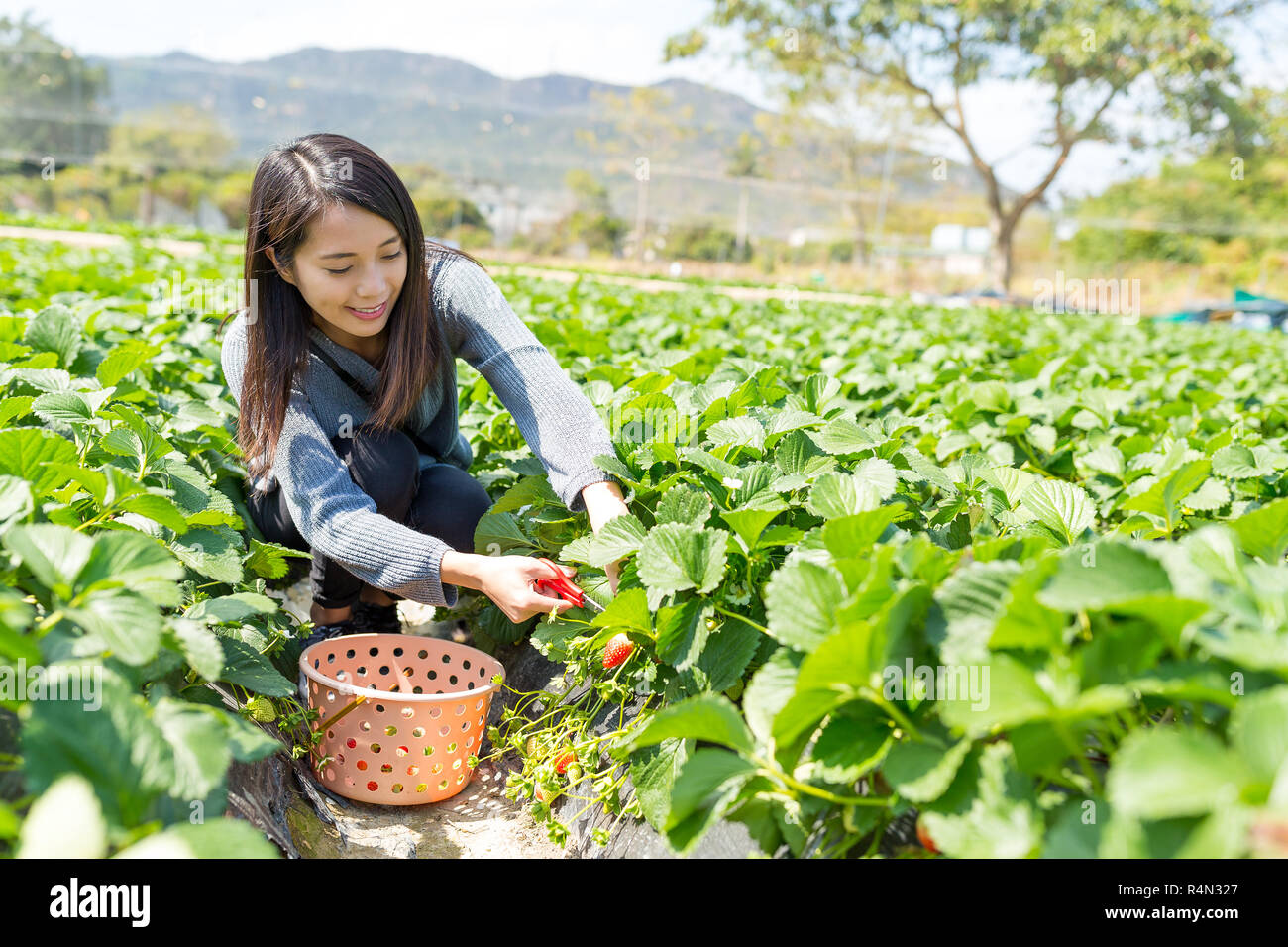 Young Woman picking strawberry in meadow Stock Photo - Alamy