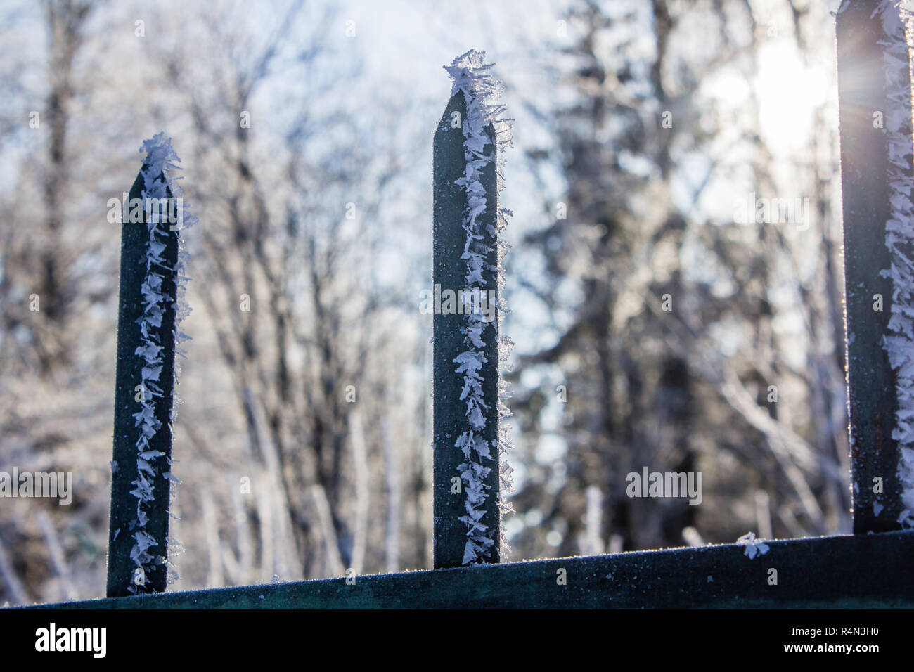 Frozen fence. Snow on a cold fence. Winter picture. Iron fence Stock ...