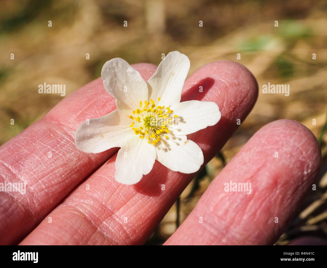 Beautiful white windflower between caucasian human fingers at spring Stock Photo