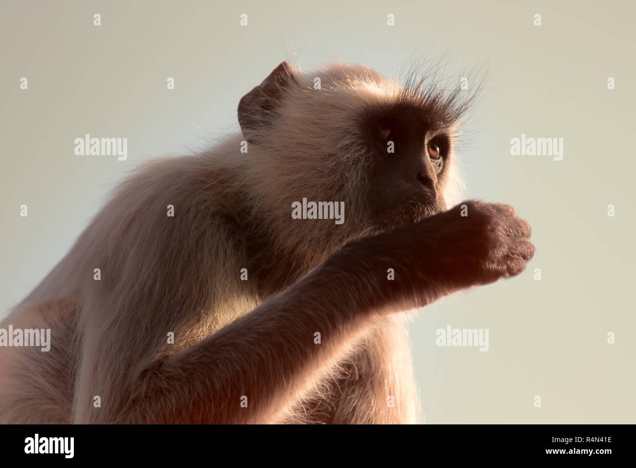 Langur eats ants crawling on the ground. Monkey bitten by an ant