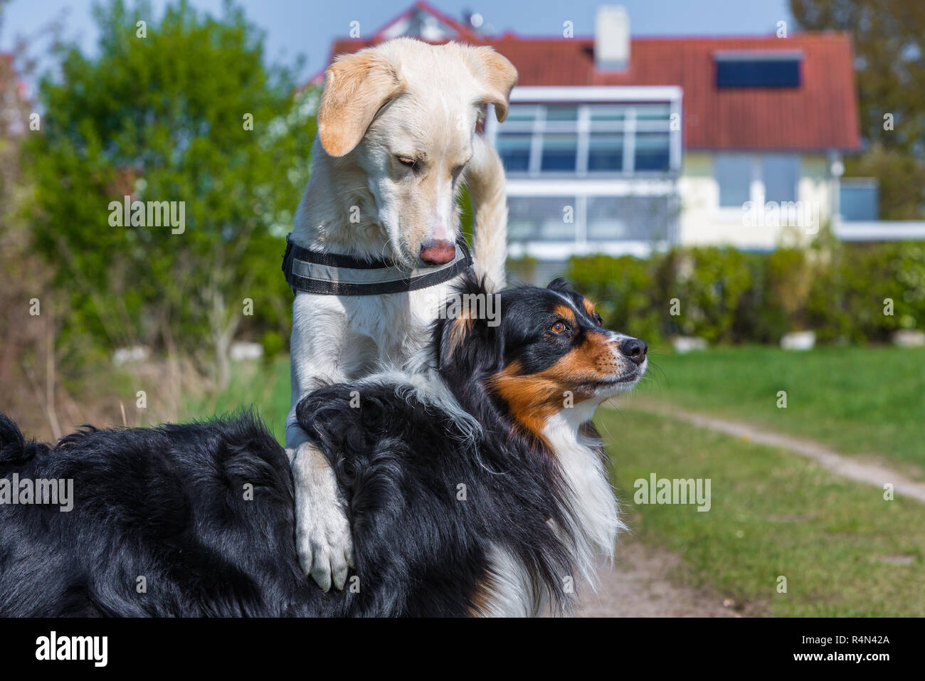 dog shows dominant behavior Stock Photo