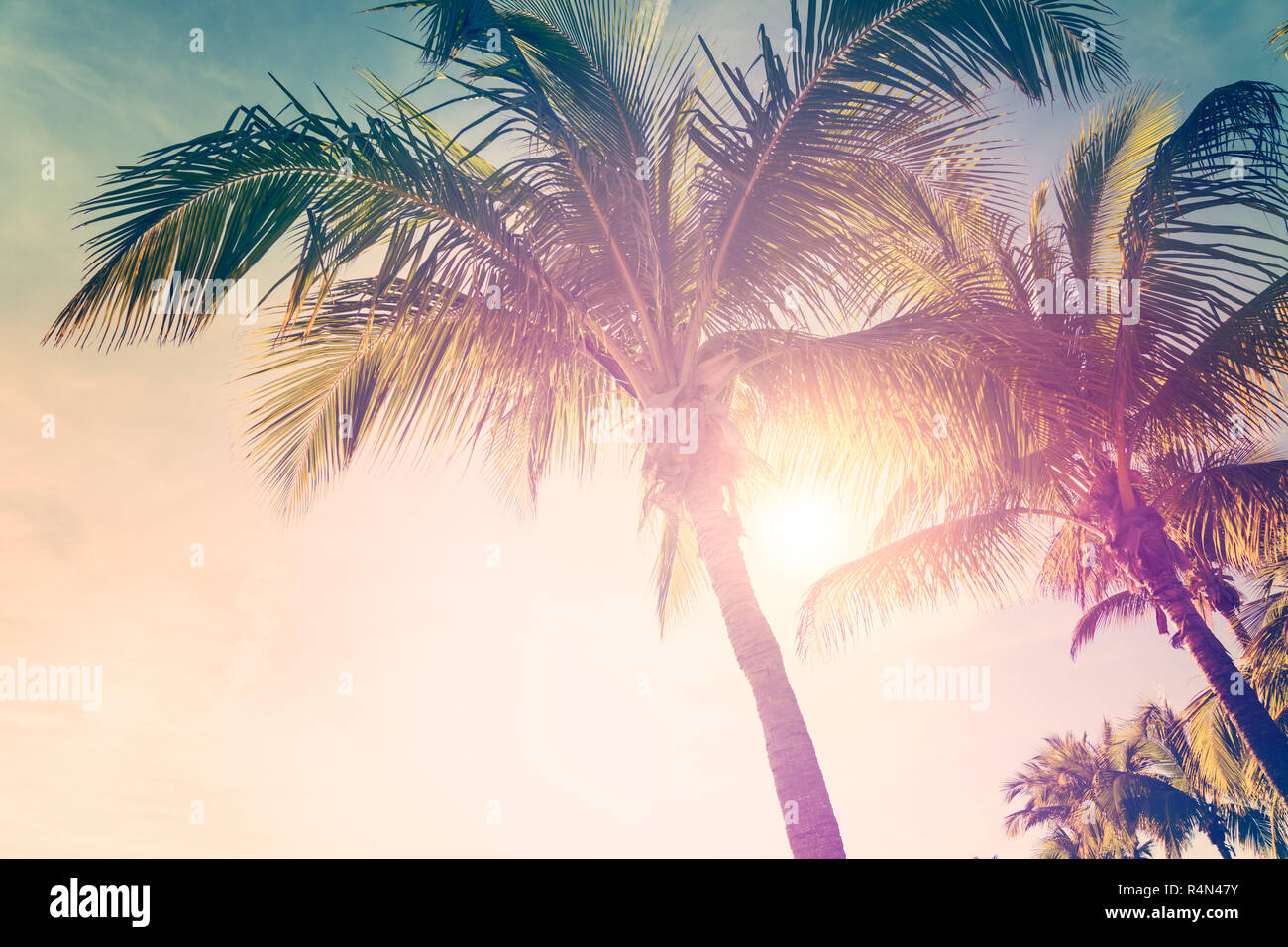 Tropical beach with palm trees and sunny sky Stock Photo - Alamy