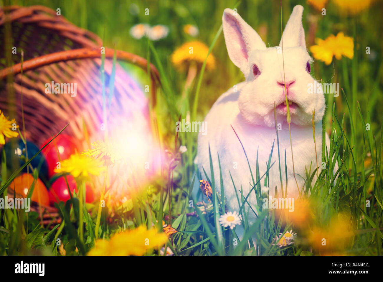 Easter bunny on meadow with basket in grass Stock Photo - Alamy
