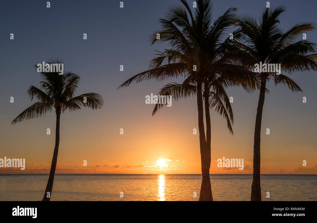 Silhouette of palm trees at sunset Stock Photo - Alamy
