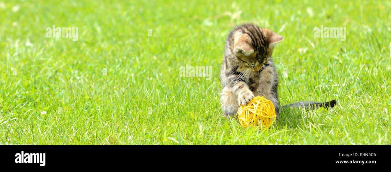 Grey striped kitten plays hi-res stock photography and images - Alamy
