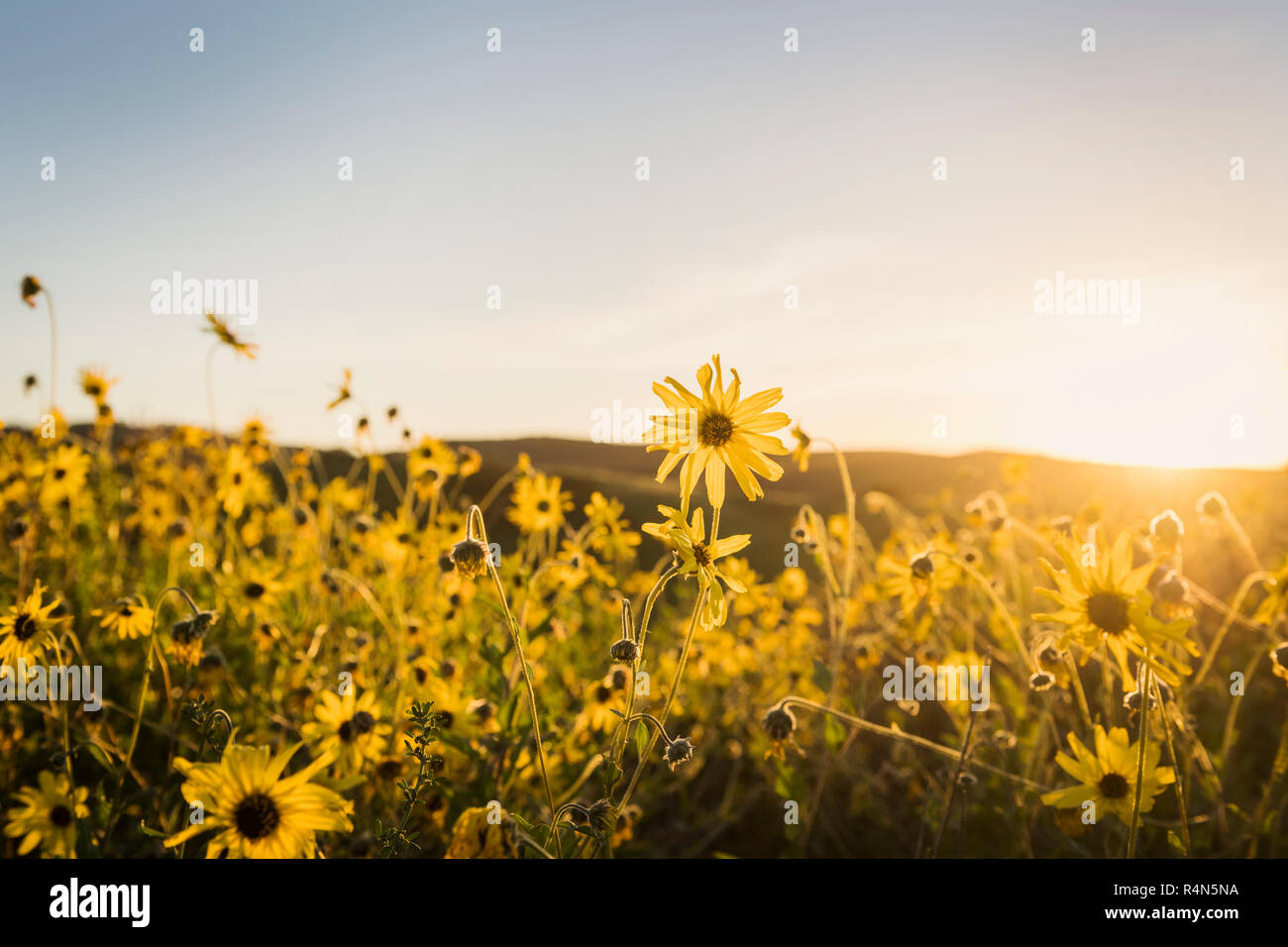 Meadow of yellow daisies Stock Photo