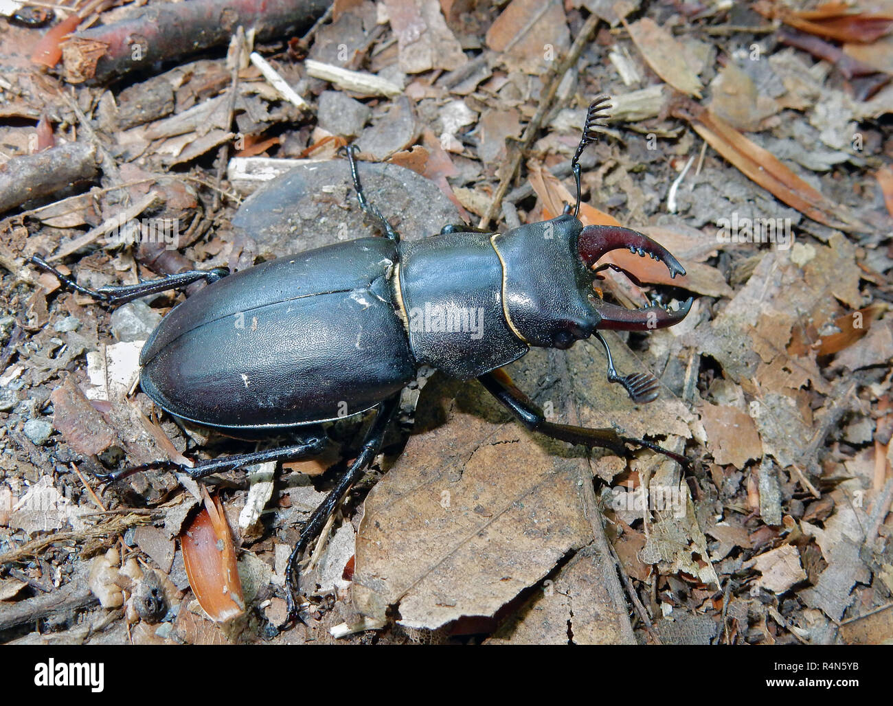 Male specimen of the stag beetle Lucanus ibericus, photographed in Lagodekhi, Georgian caucasus Stock Photo