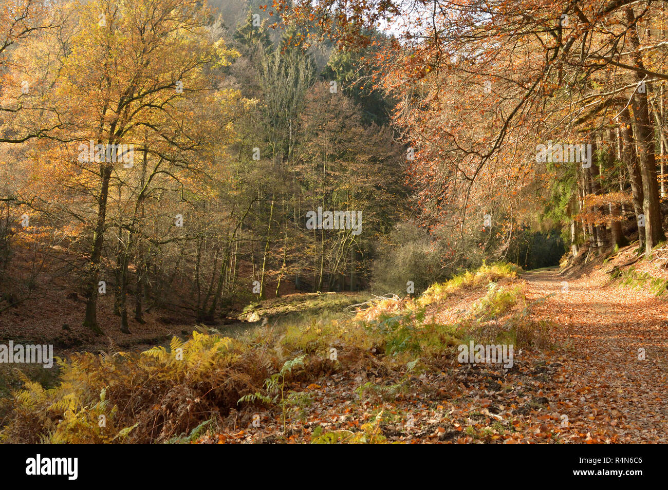Autumn forest in the sunshine and forest road. Stock Photo