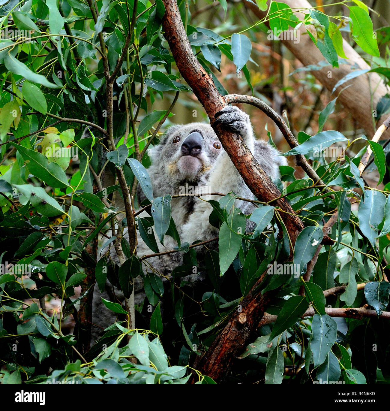 Koala reaching a branch Stock Photo