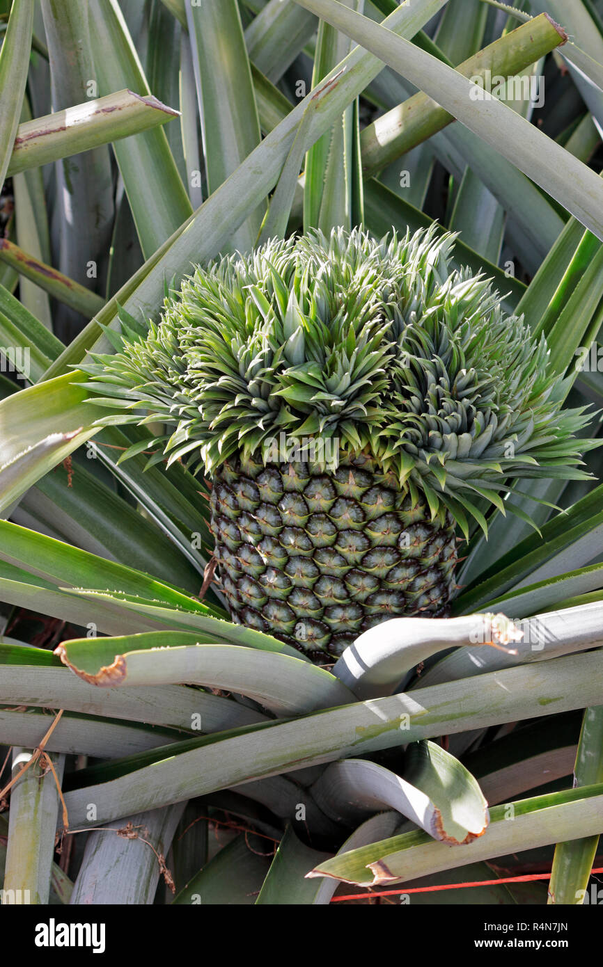 A mutant pineapple in the field that will go into marmalade production Stock Photo