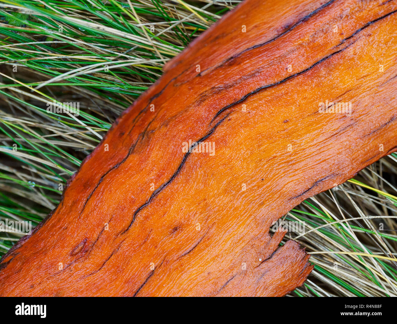 Tree bark on grass Stock Photo Alamy