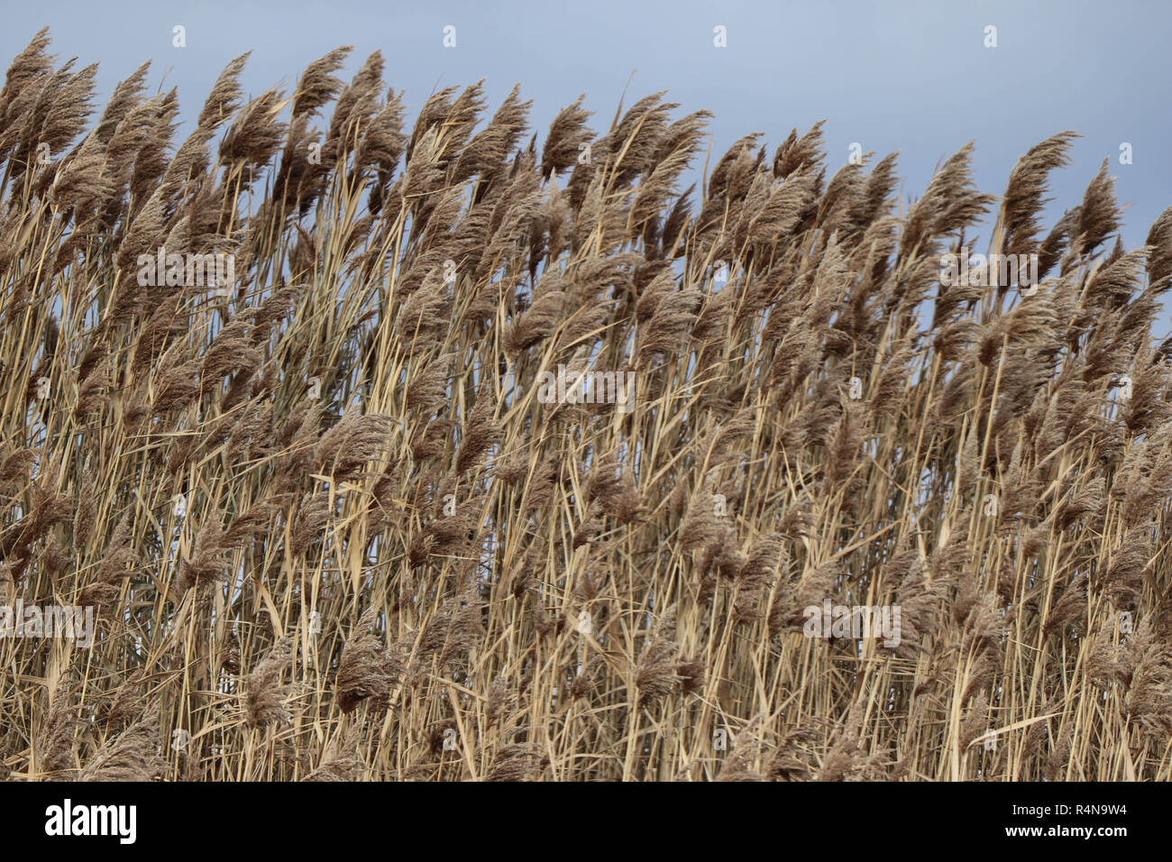 Wild grass in Illinois road side ditch. Stock Photo