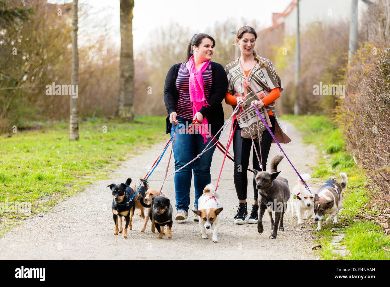 Dog sitters walking their customers Stock Photo Alamy