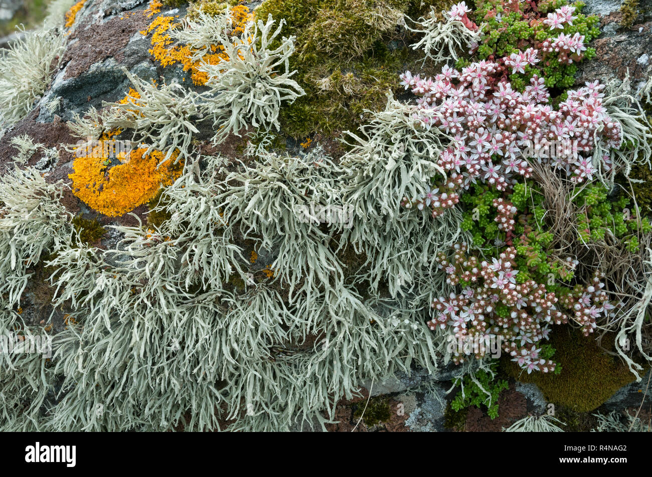 The grey lichen Ramalina siliquosa (Sea Ivory) , the orange lichen Caloplaca marina and English Stonecrop (Sedum anglicum) growing in a maritime cliff Stock Photo