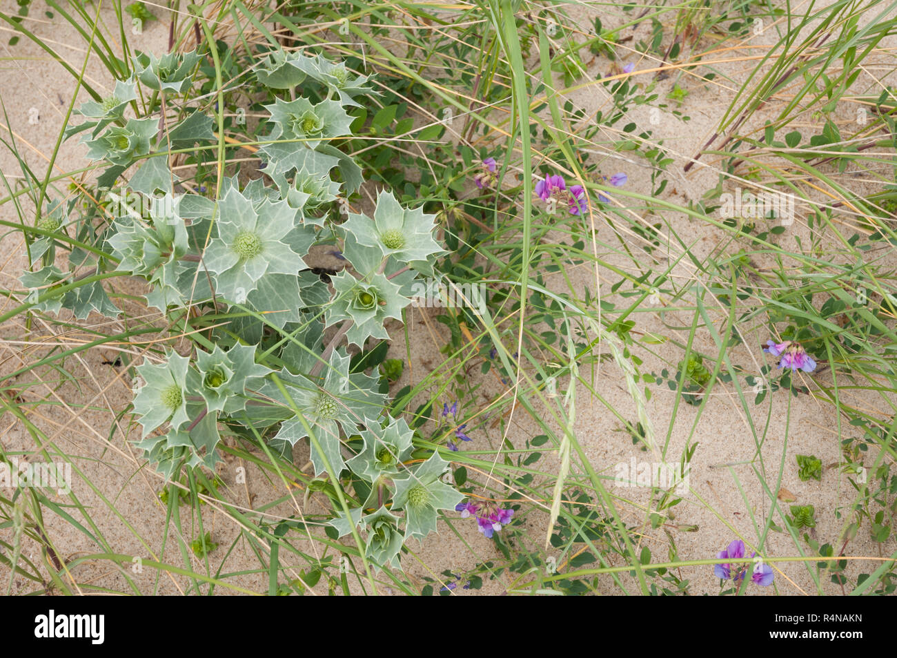 Sand-dune community with Sea Holly (Eryngium maritimum), Sea Pea (Lathyrus japonicus) and Sea Sandwort (Honckenya peploides) on the danish west coast Stock Photo
