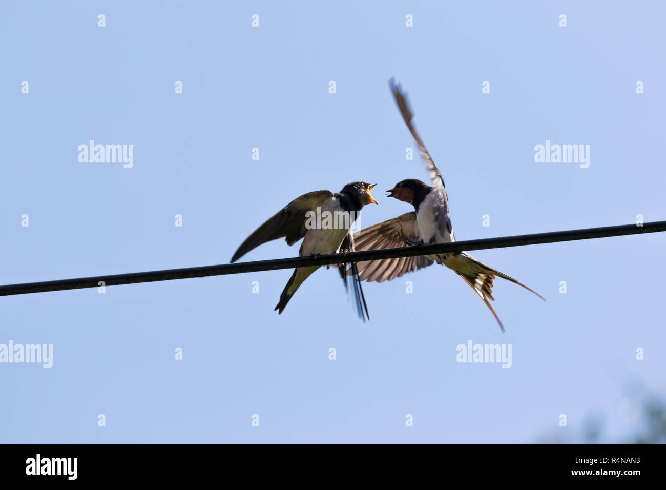 young swallows are fed Stock Photo