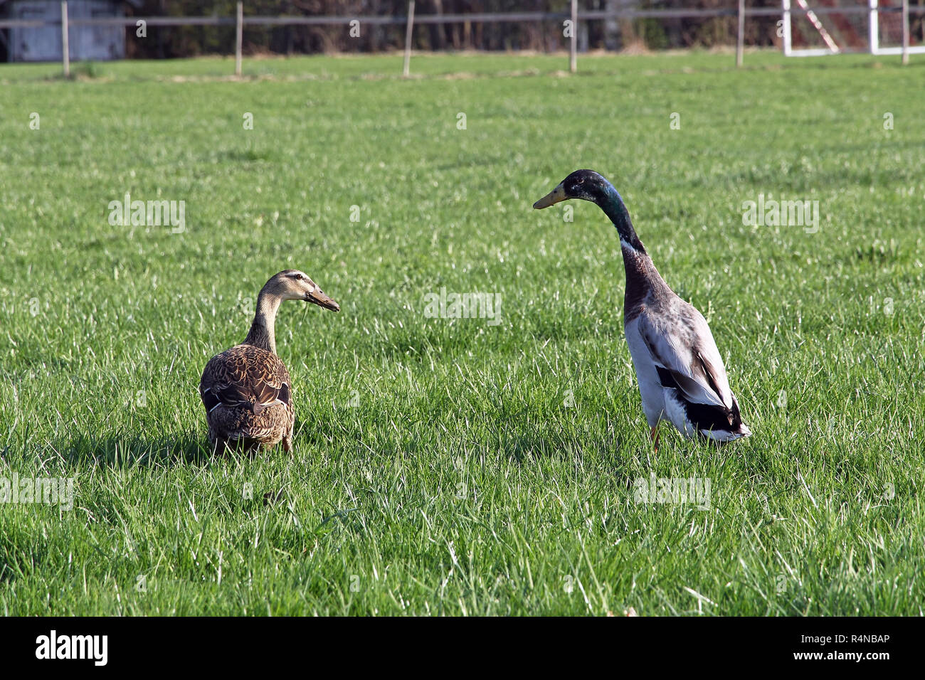 a running duck couple in a meadow Stock Photo