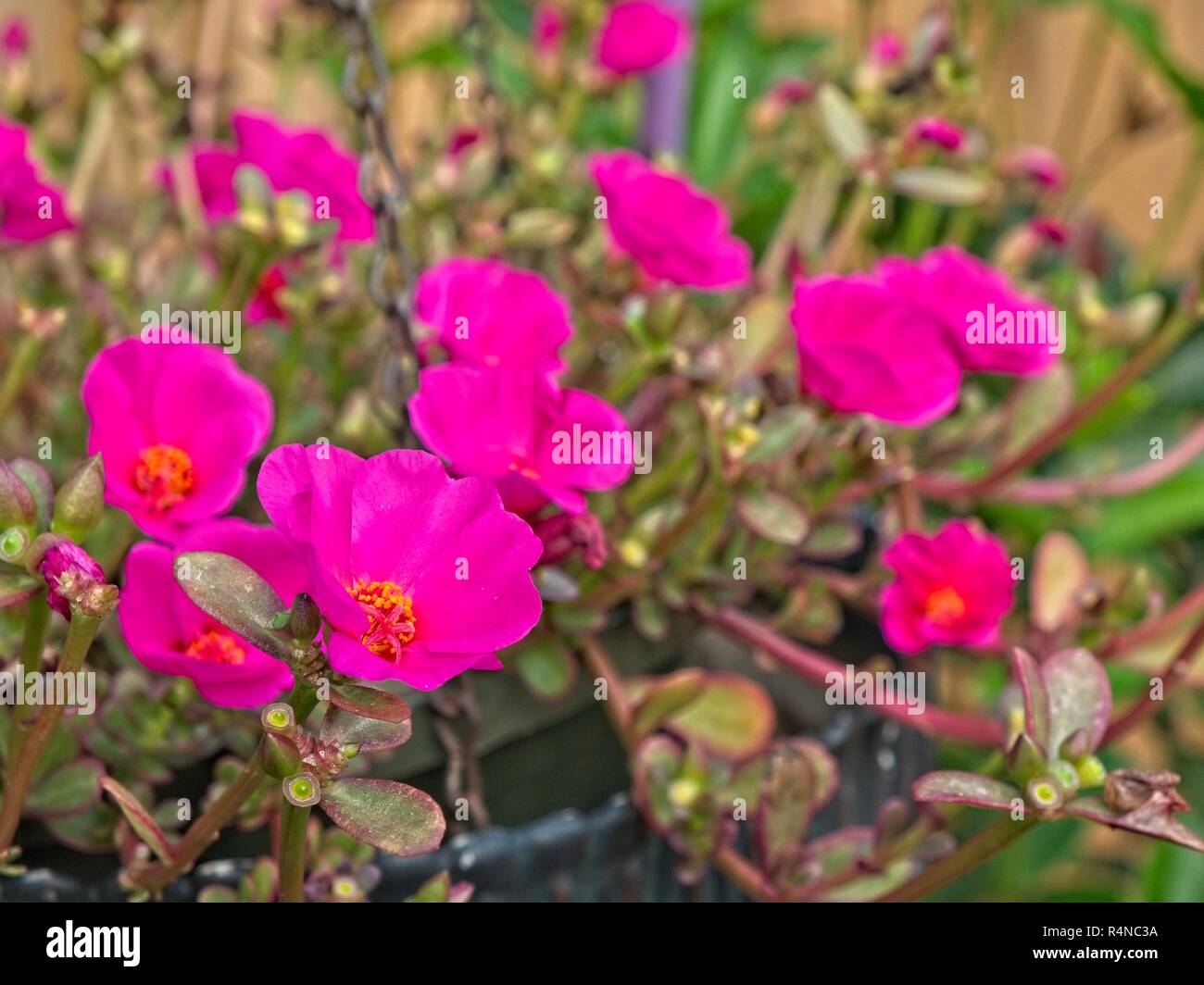 Portulaca grandiflora, rose moss or Mexican rose, a flowering succulent plant popular for hanging baskets in a home garden setting. Stock Photo