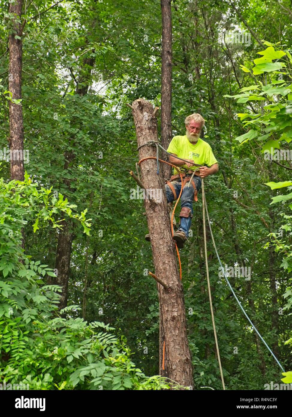 Tree trimmer climber tied to a pine tree finishes cutting down the top of the dead tree in