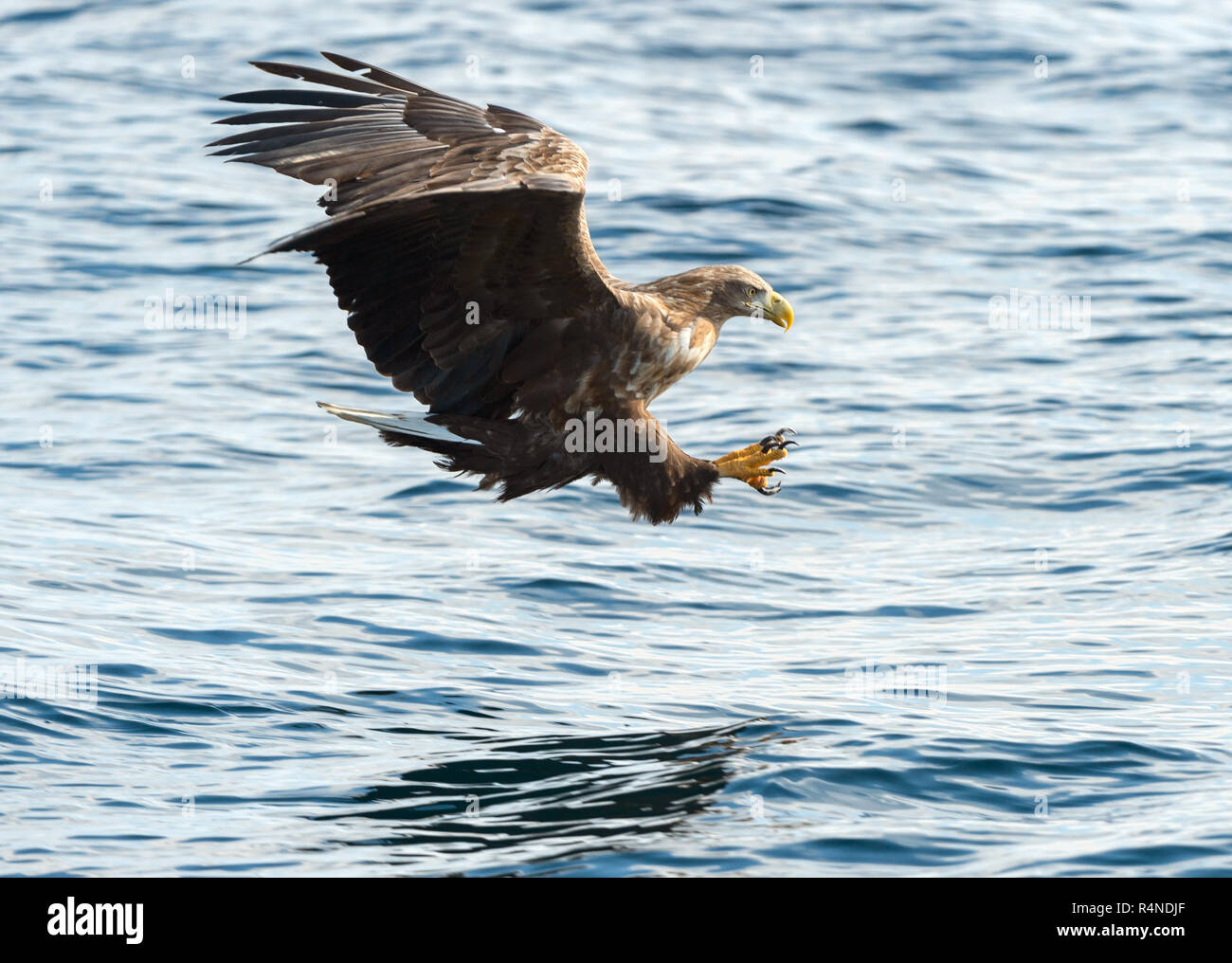 Adult White-tailed eagles fishing. Blue Ocean Background. Scientific name: Haliaeetus albicilla, also known as the ern, erne, gray eagle, Eurasian sea Stock Photo
