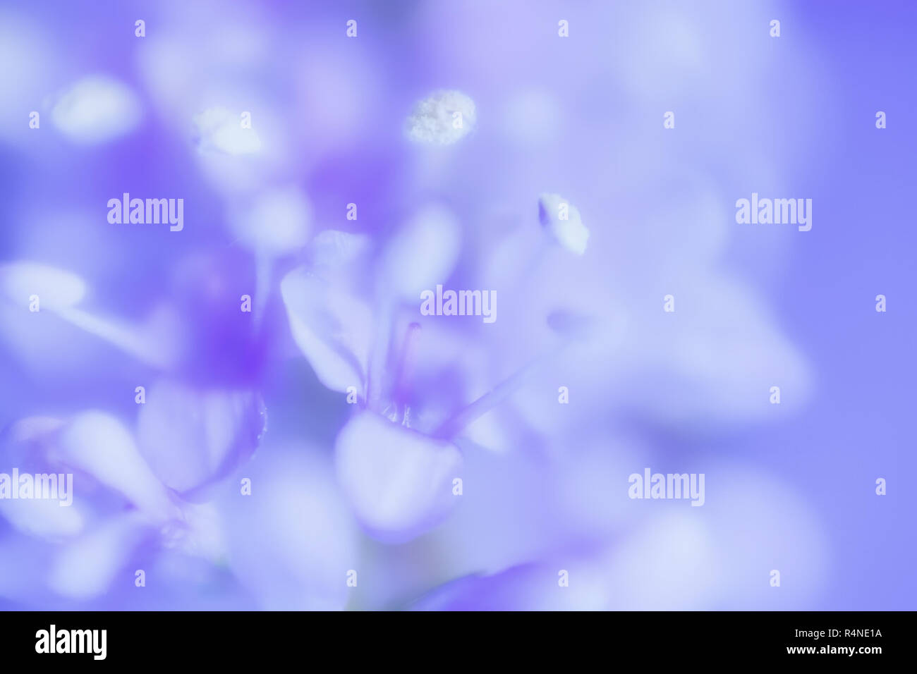 Abstract Gentle Lilac Floral Background Stock Photo - Alamy