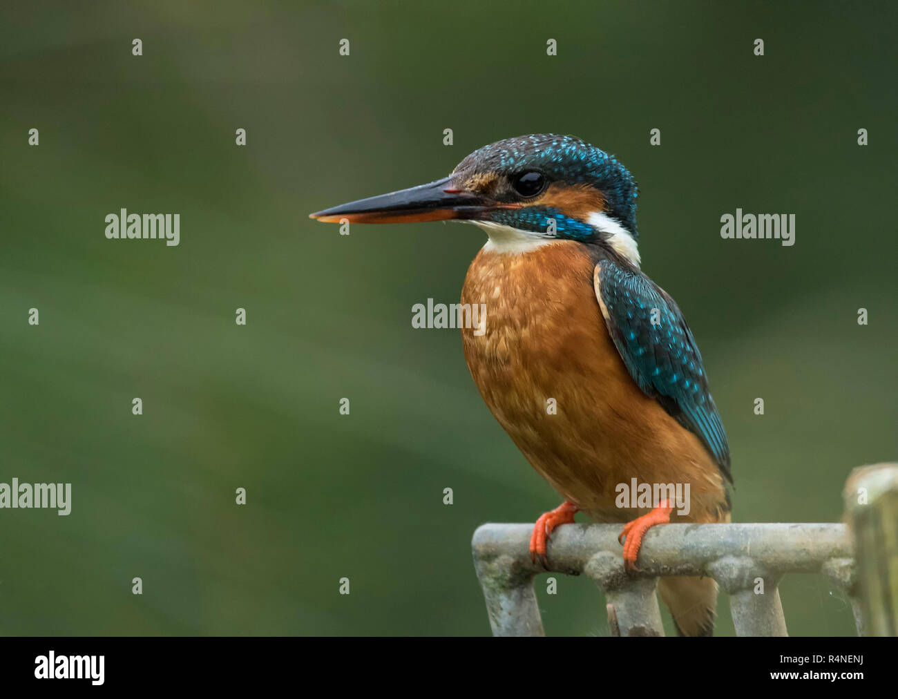 Eurasian Kingfisher Stock Photo