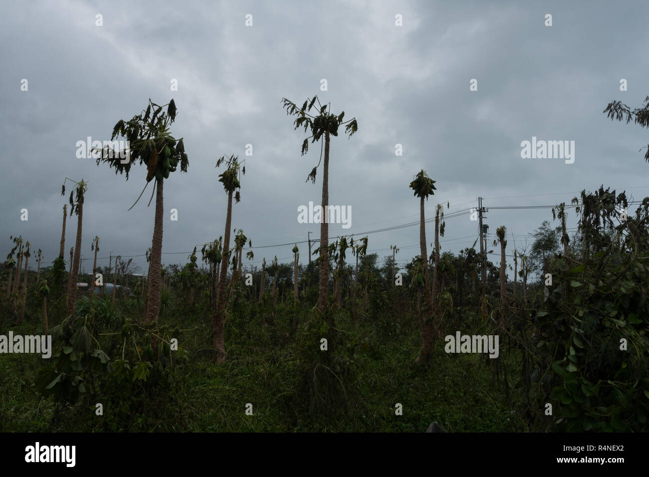 Typhoon Morakot Damages Papaya Plantation In Ji’an Township, Hualien As ...