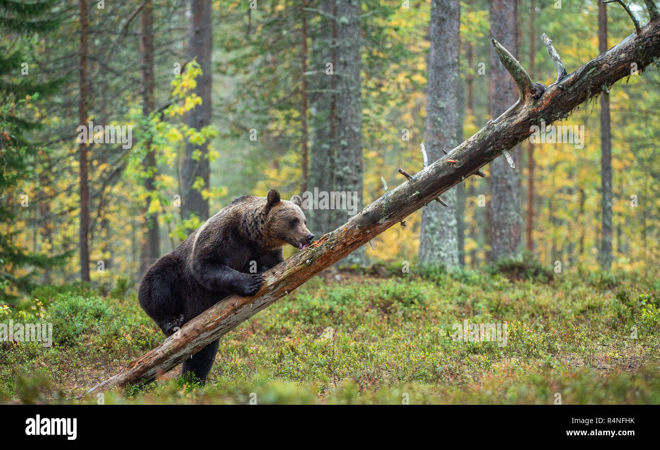 Brown bear standing on his hind legs in the autumn forest. Front view. Natural Habitat. Brown bear, scientific name: Ursus arctos. Stock Photo