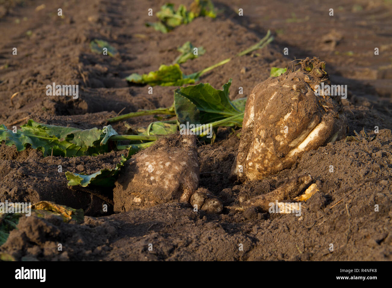Two sugarbeets and some leafs left on the field after harvest Stock Photo