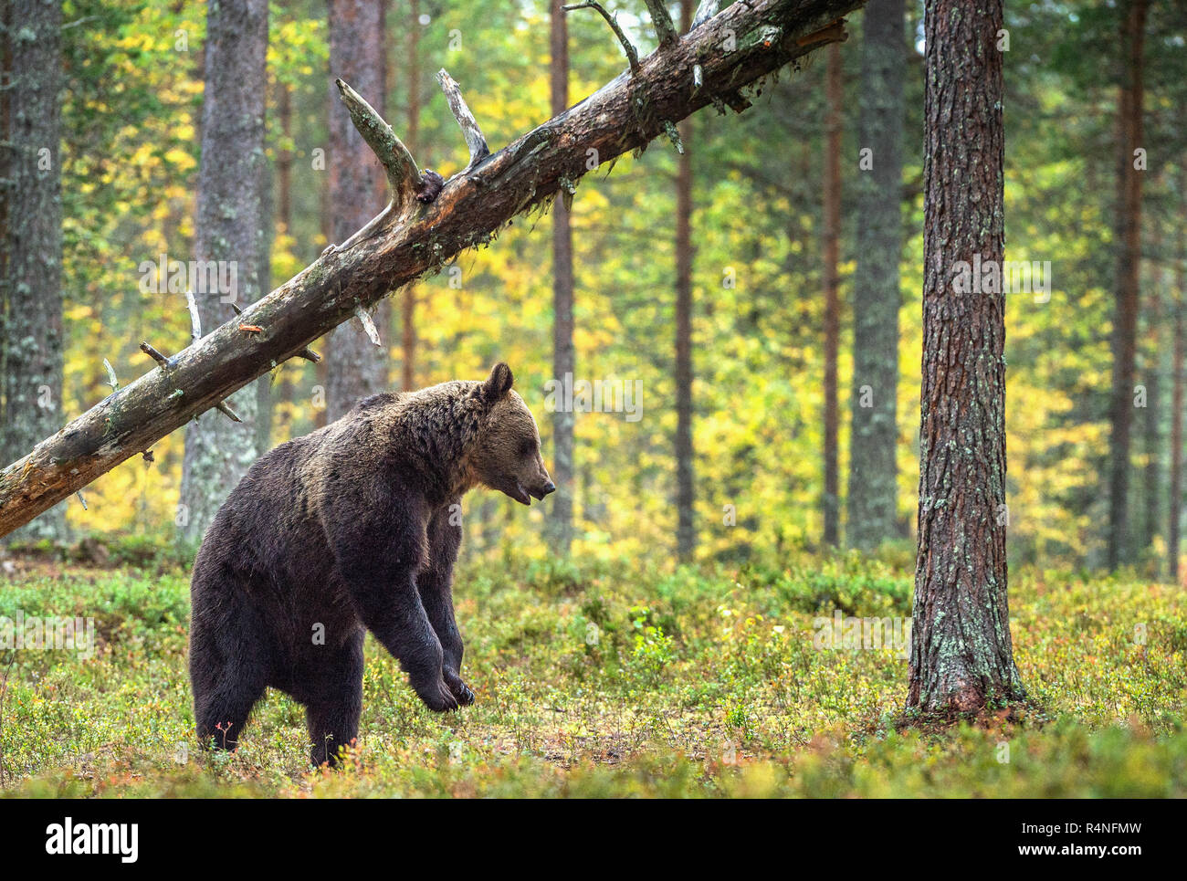 Brown bear standing on his hind legs in the autumn forest. Front view. Natural Habitat. Brown bear, scientific name: Ursus arctos. Stock Photo