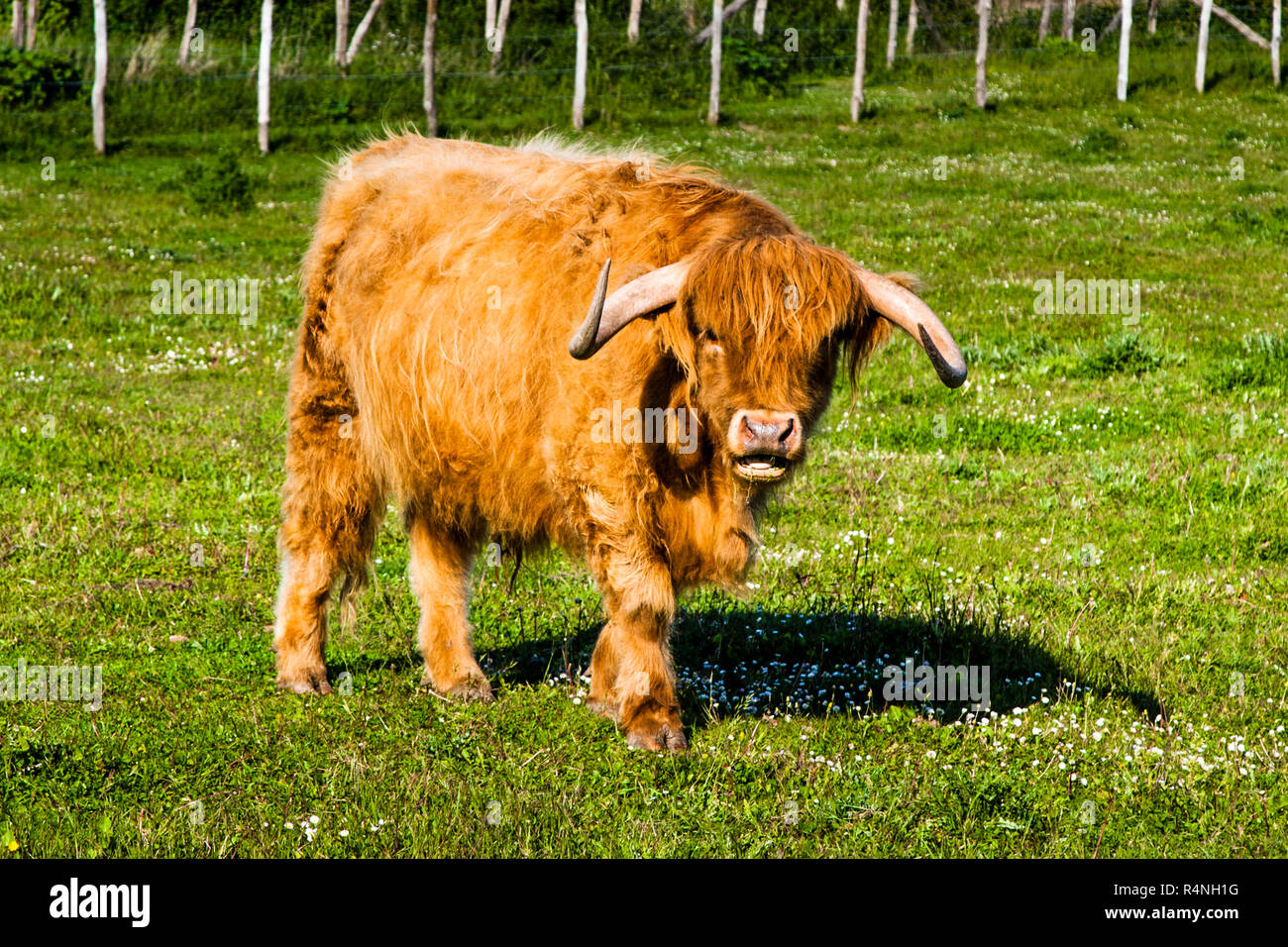 Longhorn Cattle in Brittany Stock Photo