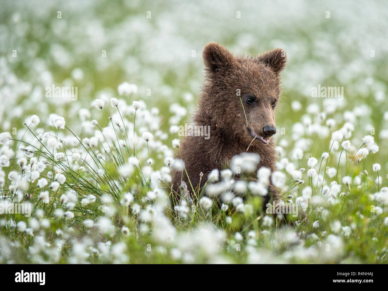 Brown bear cub in the summer forest among white flowers. Scientific ...