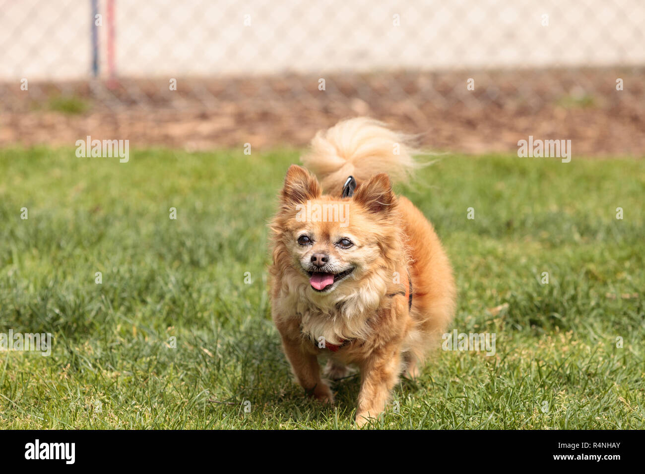 Pomeranian Chihuahua Stock Photos Pomeranian Chihuahua Stock