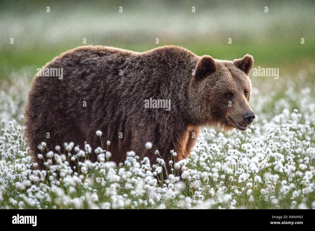 Brown bear in the summer forest on the bog among white flowers. Front ...