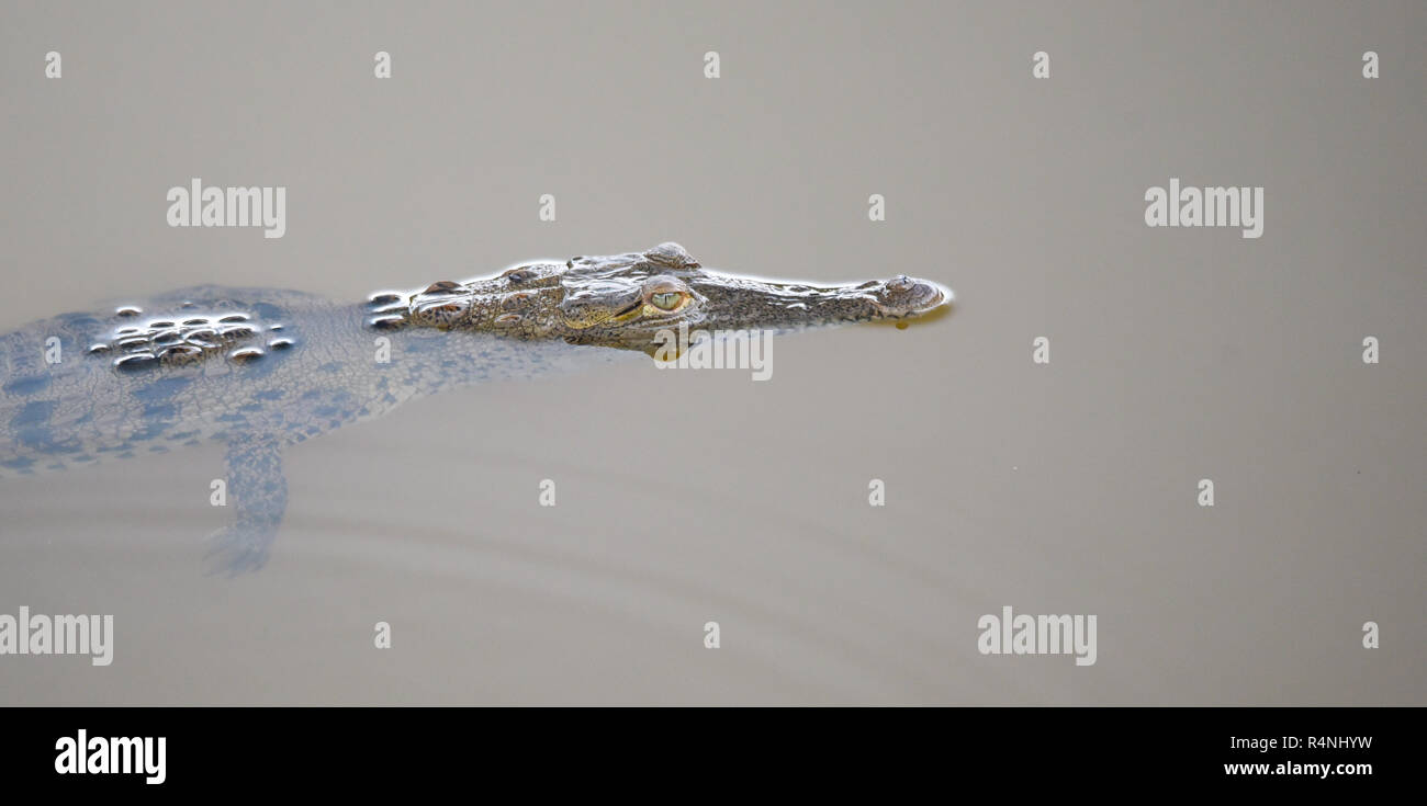 Young crocodile (Crocodylus acutus ) in its habitat waters in wild Panama rain forest river. Stock Photo