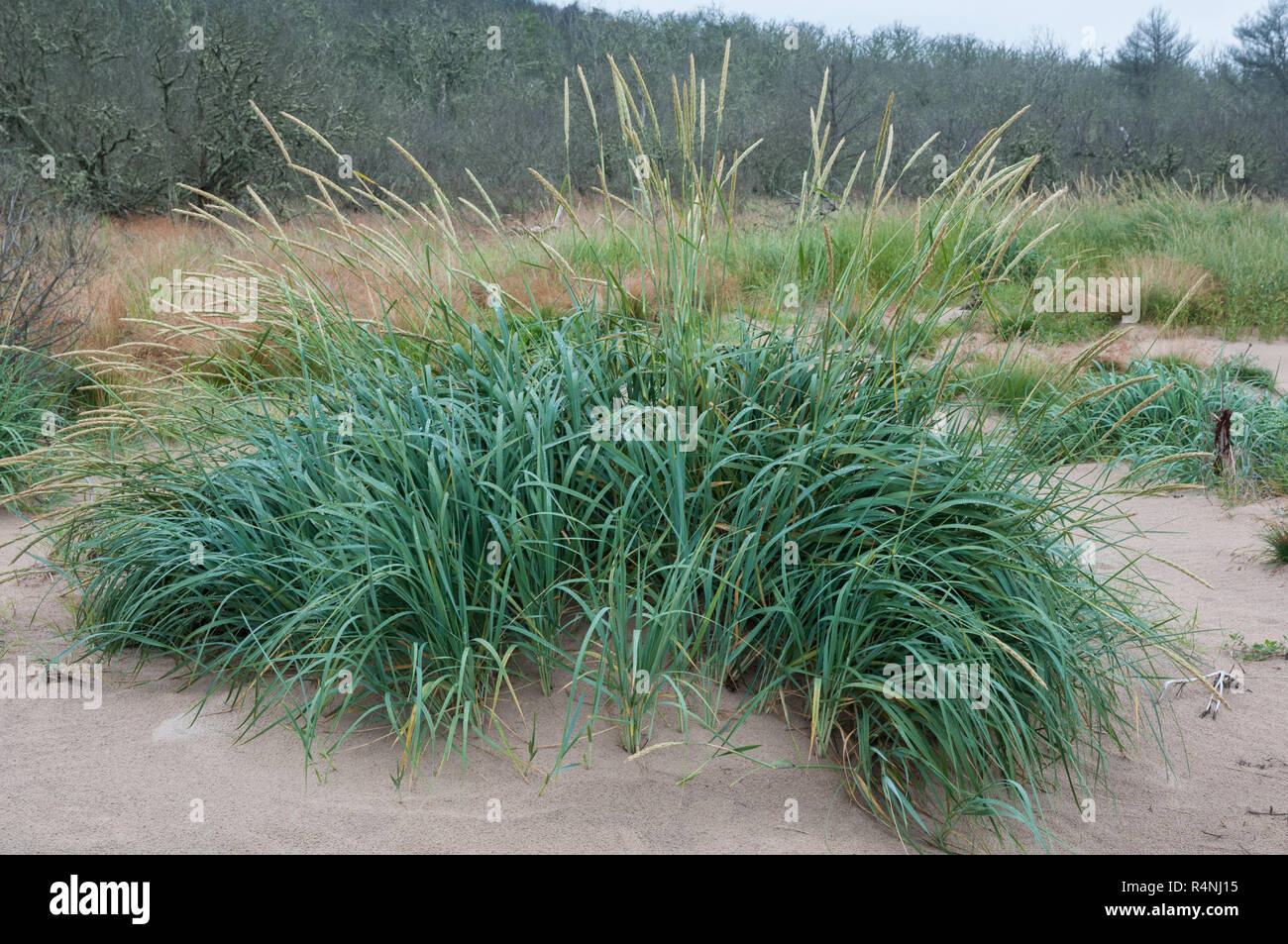 Lyme grass (Leymus arenarius) on a Scottish beach Stock Photo