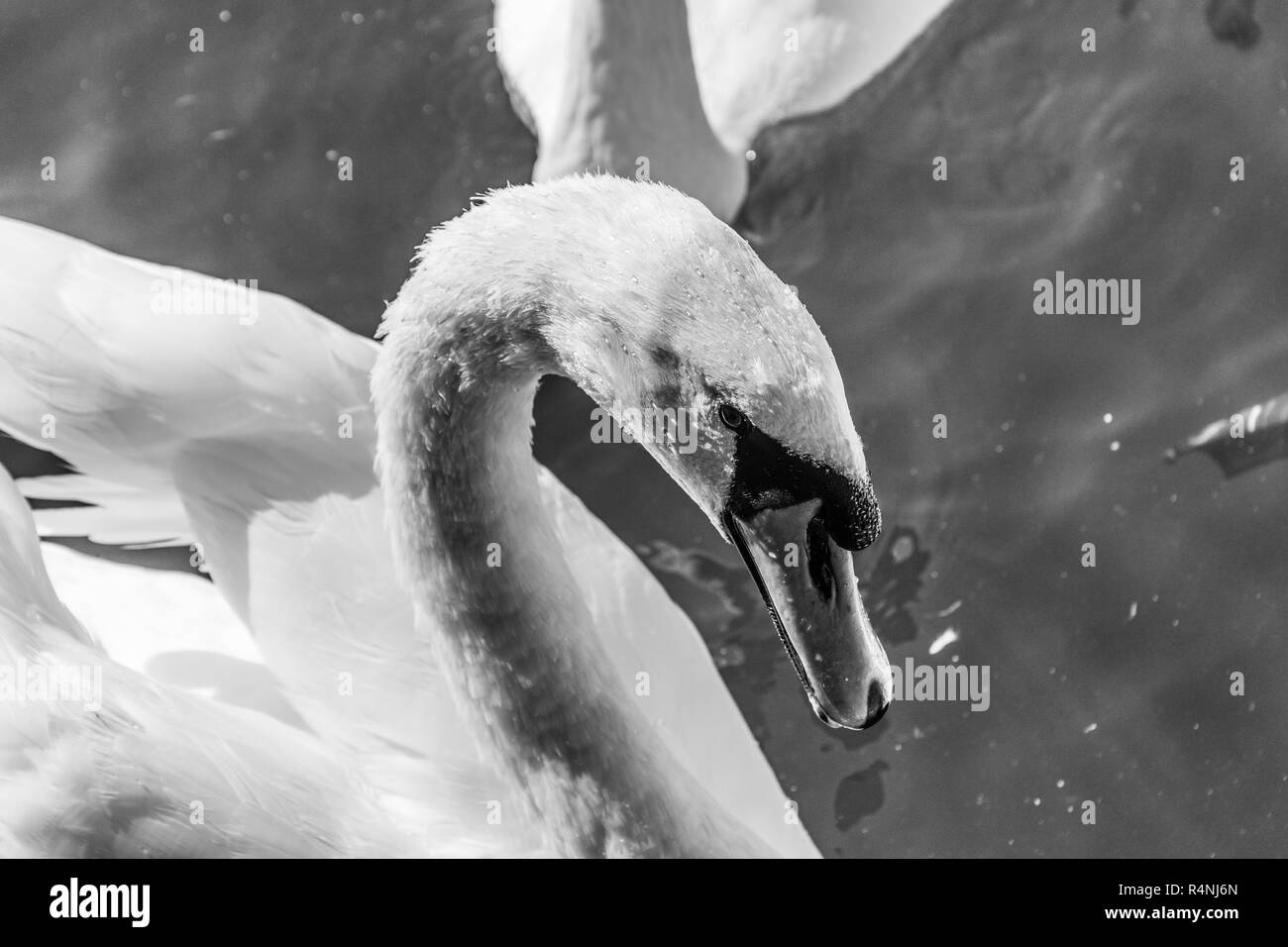 Close up white mute swan Black and White Stock Photos & Images - Alamy