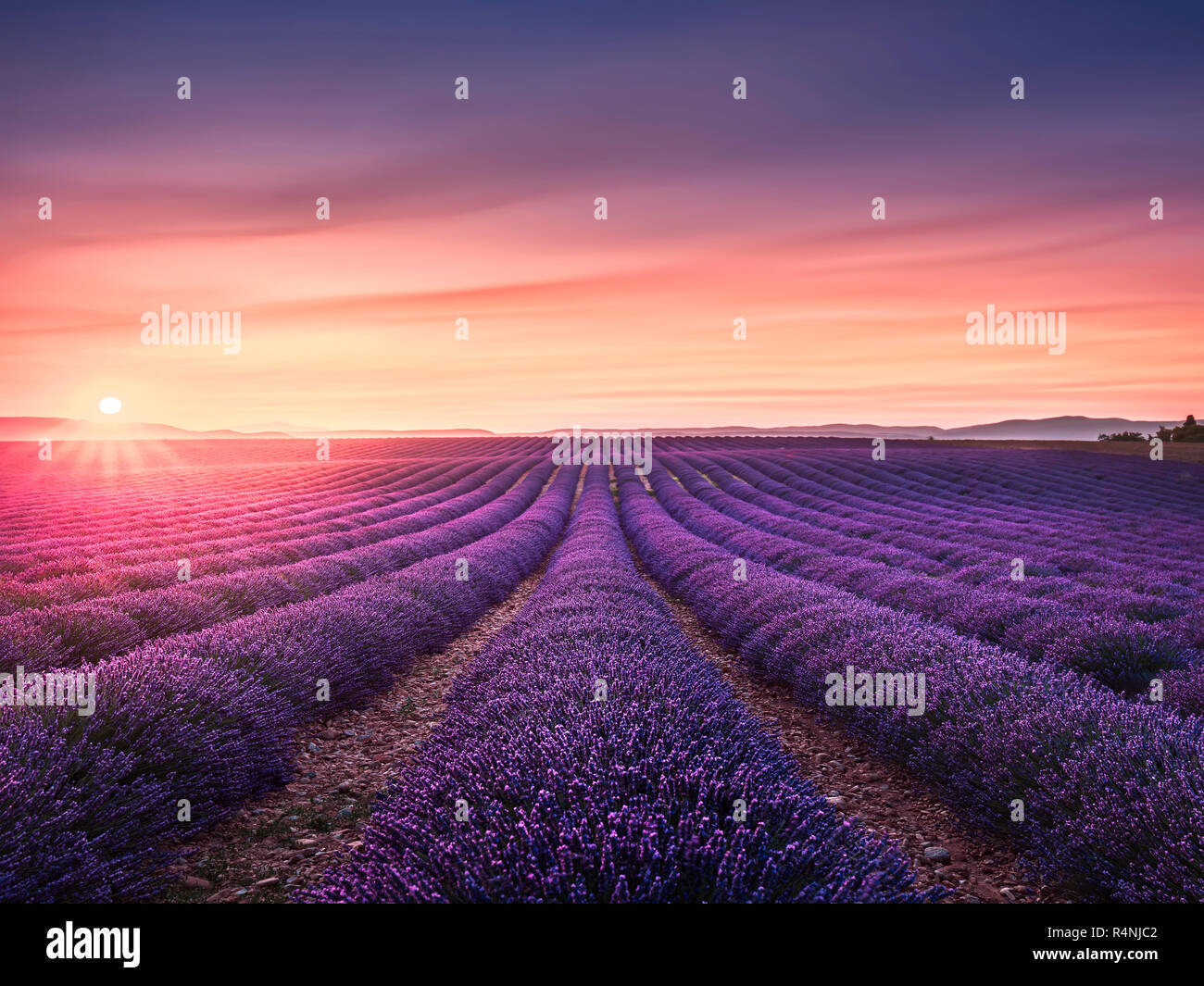 Lavender flower blooming scented fields in endless rows at sunset. Valensole plateau, provence, france, europe. Stock Photo