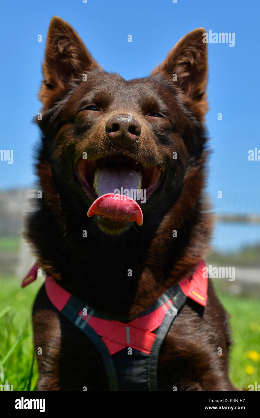 portrait of a Australian Kelpie Dog with rescue dog harness Stock Photo