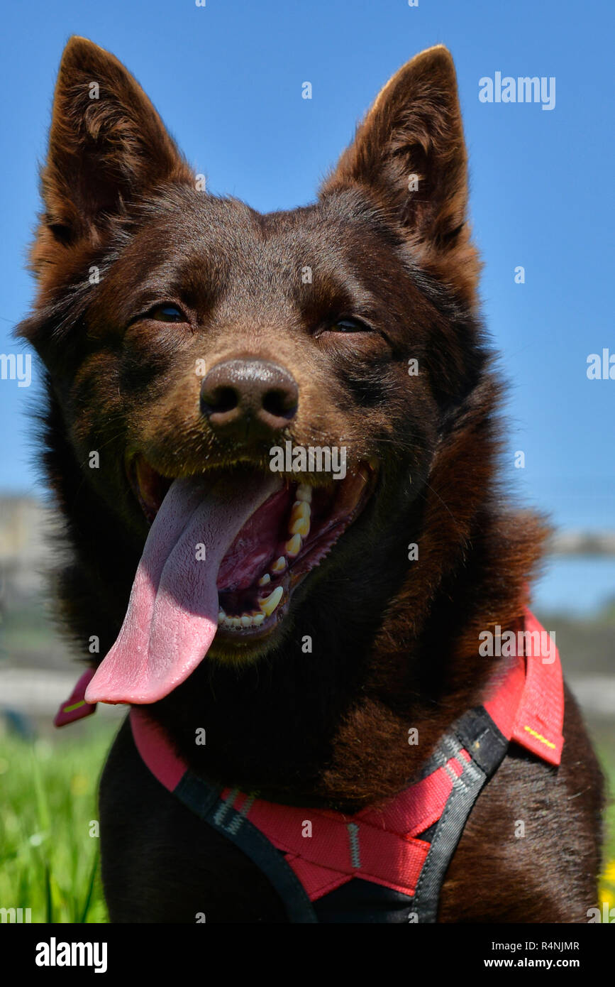 portrait of a Australian Kelpie Dog with rescue dog harness Stock Photo