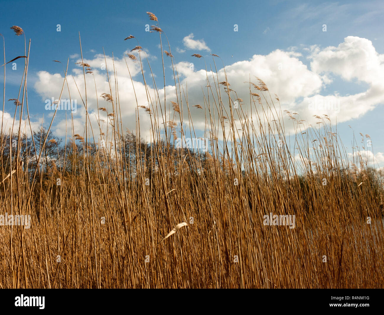 Beautiful Reeds Lake view reeds grass flower hi-res stock photography and images - Alamy