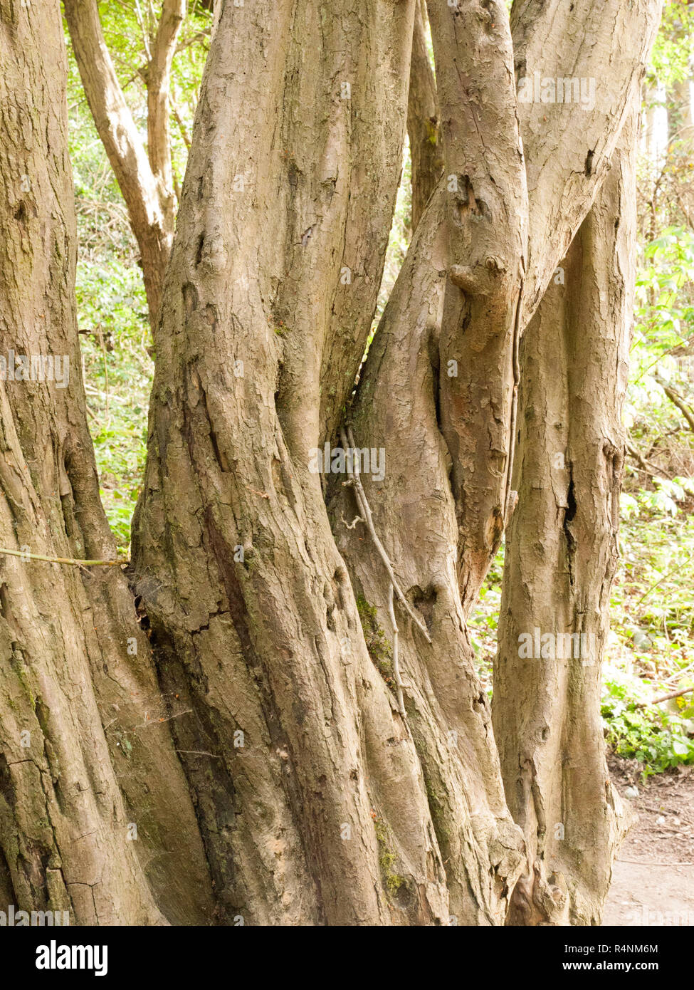 Twisted Trees Bending Over Each Other in the Forest Stock Photo Alamy