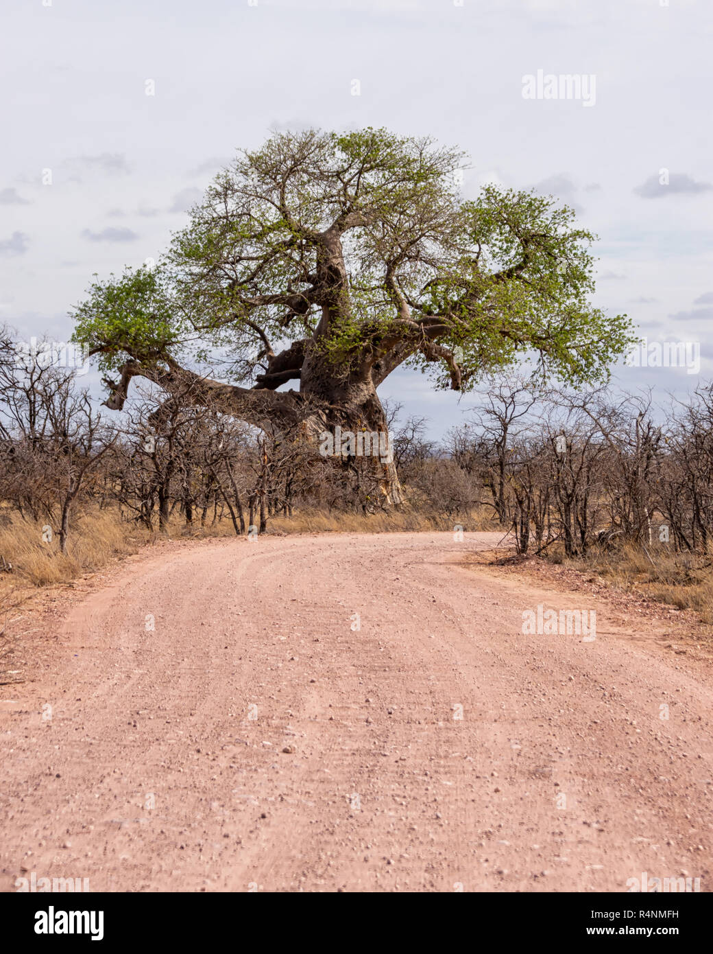 A Limpopo landscape with Baobab trees in South Africa Stock Photo Alamy