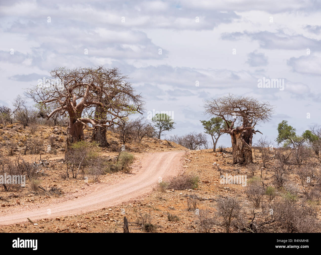 A Limpopo landscape with Baobab trees in South Africa Stock Photo Alamy