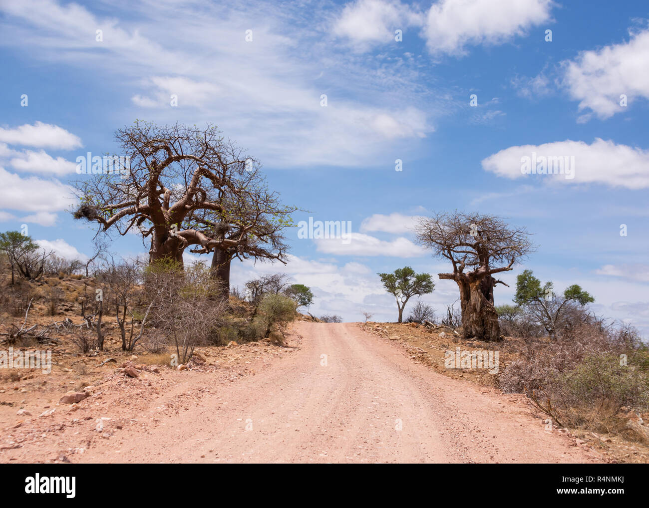 A Limpopo landscape with Baobab trees in South Africa Stock Photo Alamy
