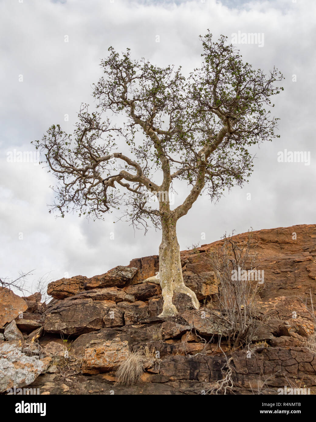 A Large-leaved Rock Fig tree in Limpopo Stock Photo