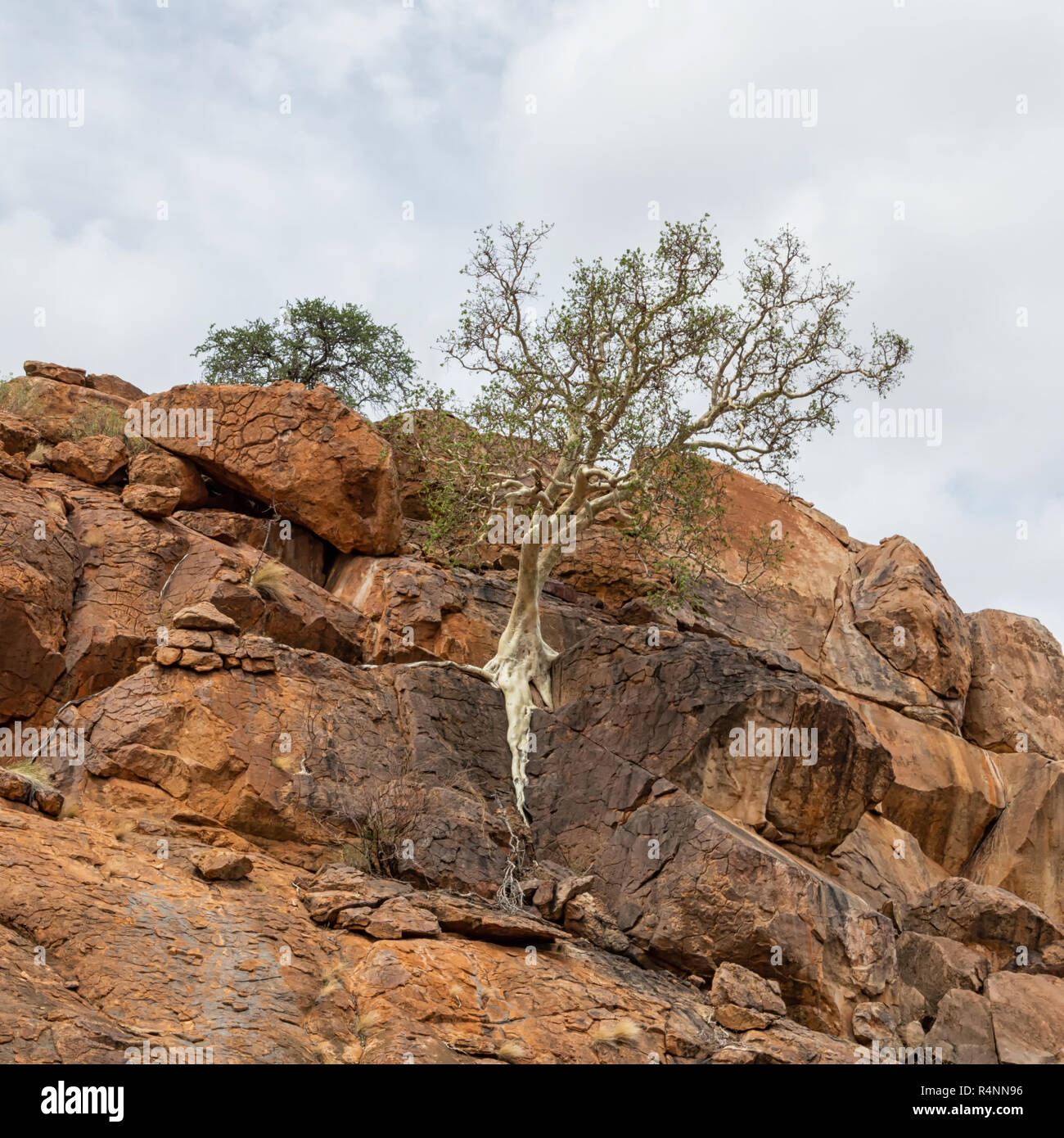A Large-leaved Rock Fig tree in Limpopo Stock Photo