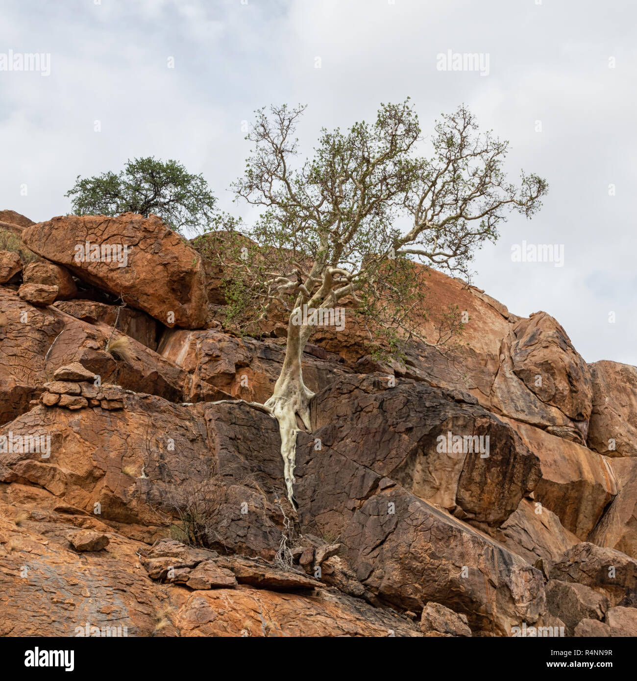 A Large-leaved Rock Fig tree in Limpopo Stock Photo